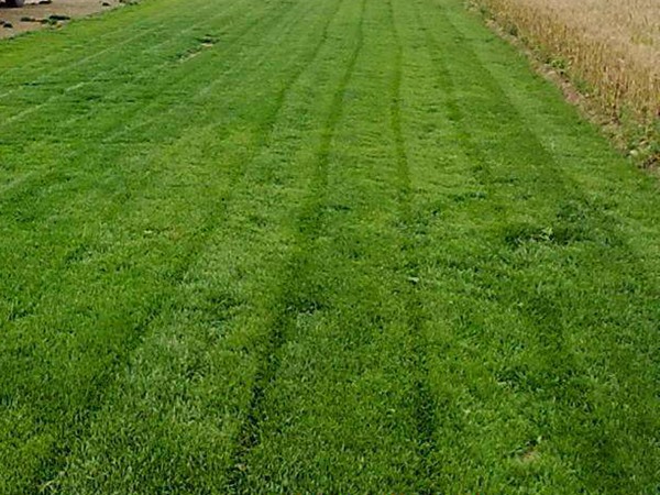 矮生四季青草坪的優(yōu)缺點(diǎn)有哪些 矮生四季青草坪的優(yōu)缺點(diǎn)有哪些