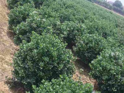 枸骨苗哪里有賣,無(wú)刺枸骨苗的產(chǎn)地是哪