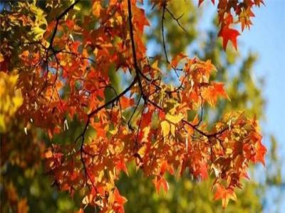 紅楓樹(shù)一年四季都是紅的嗎
