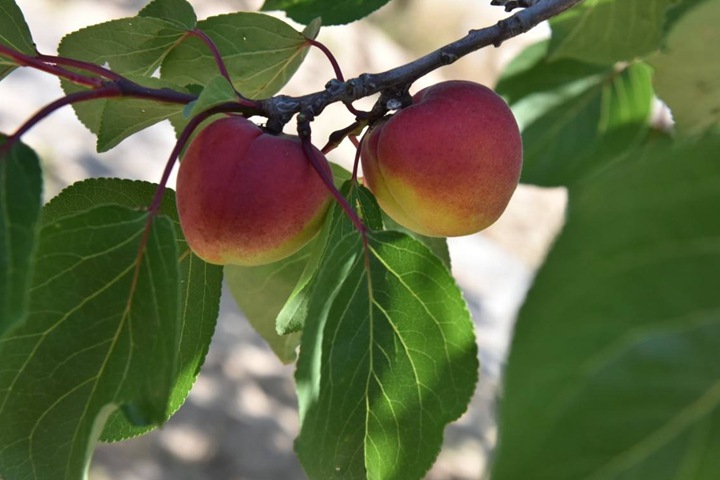 紅梅樹結(jié)果嗎,紅梅樹果實(shí)可以吃嗎