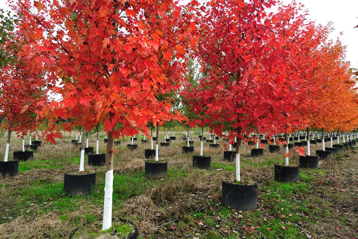 美國(guó)紅楓 美國(guó)紅楓