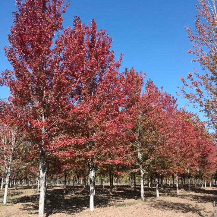 美國(guó)紅楓 美國(guó)紅楓