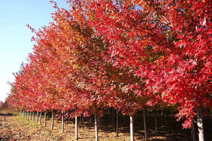 美國(guó)紅楓 美國(guó)紅楓