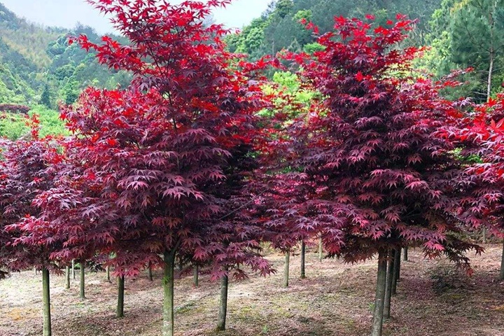 日本紅楓 日本紅楓