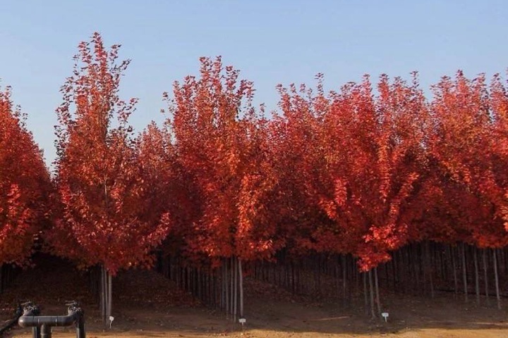 紅點紅楓 紅點紅楓