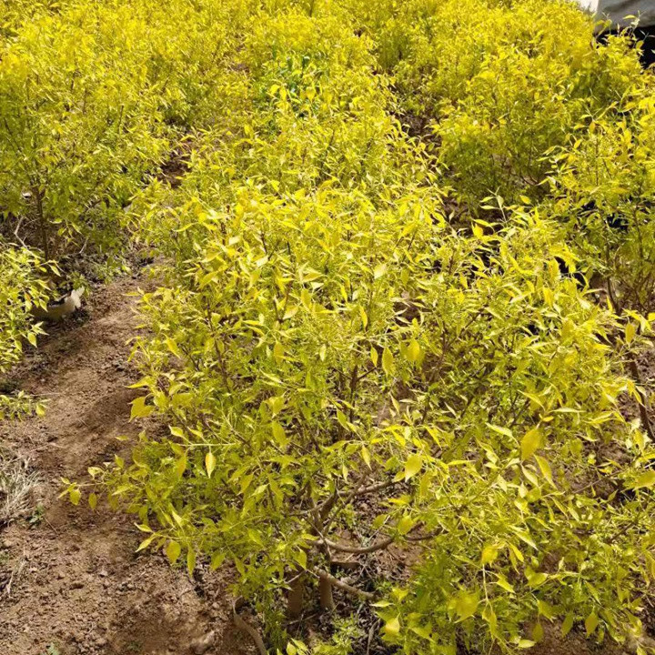 金葉絲棉木地球 金葉絲棉木地球