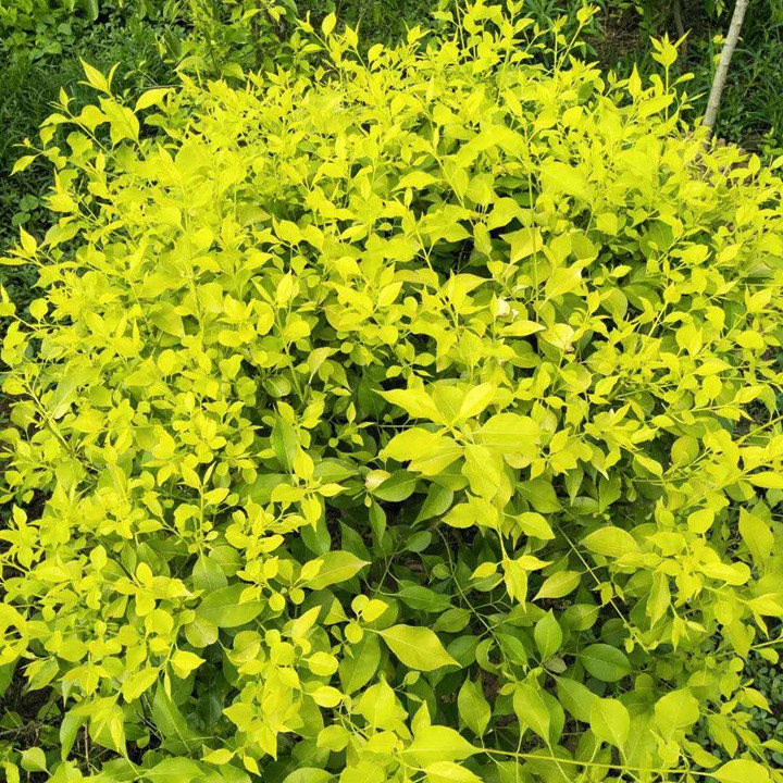 金葉絲棉木地球 金葉絲棉木地球