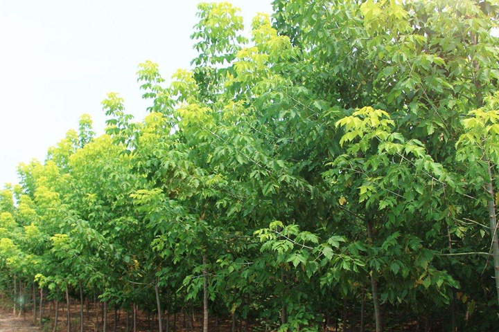 綠葉復(fù)葉槭 綠葉復(fù)葉槭