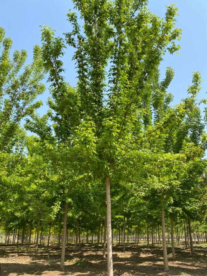 綠葉復(fù)葉槭 綠葉復(fù)葉槭