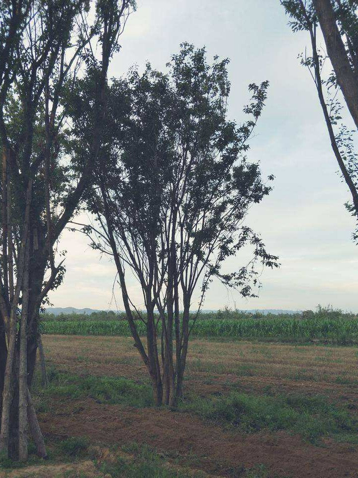 叢生茶條槭 叢生茶條槭