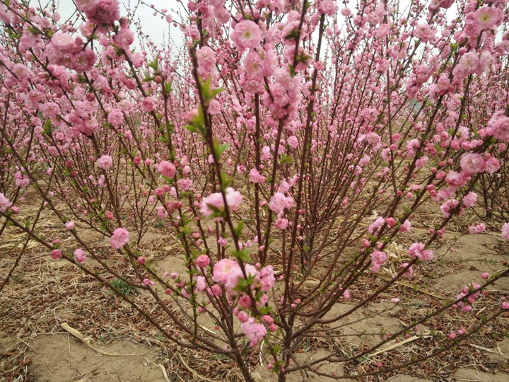 榆葉梅花期多長時(shí)間 榆葉梅花期多長時(shí)間