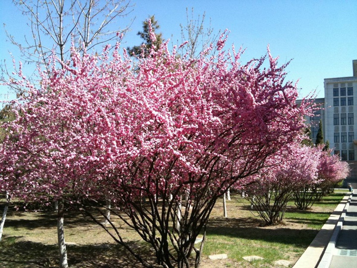榆葉梅花期多長時(shí)間 榆葉梅花期多長時(shí)間