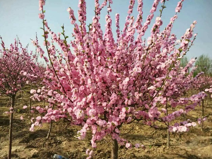 榆葉梅花期多長時(shí)間 榆葉梅花期多長時(shí)間