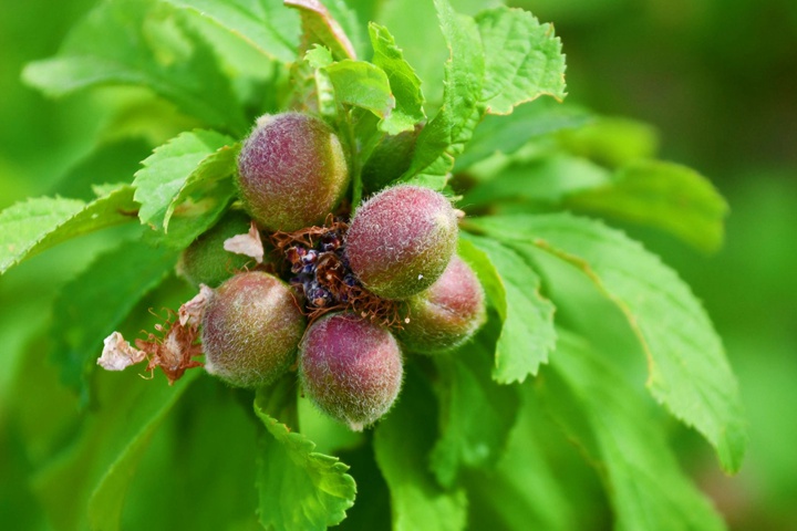榆葉梅的果實(shí)能吃嗎 榆葉梅的果實(shí)能吃嗎