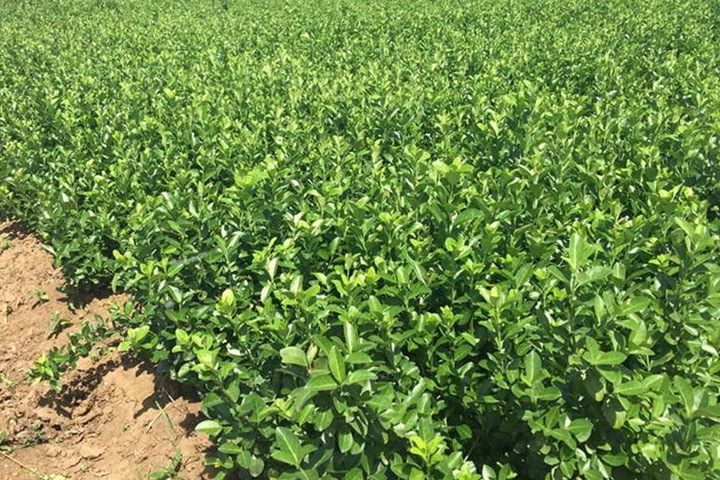 膠東衛(wèi)矛 膠東衛(wèi)矛