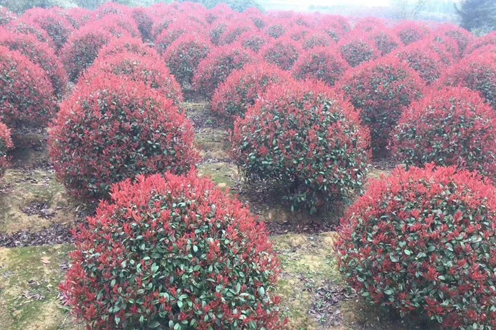 紅葉石楠 紅葉石楠