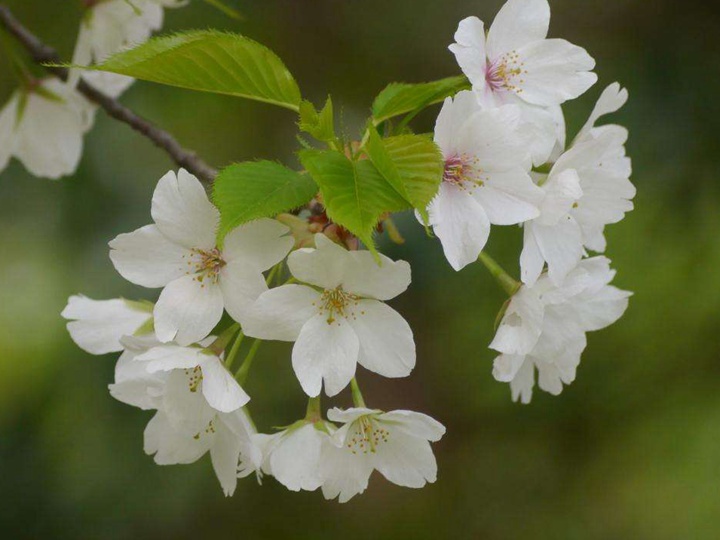榆葉梅和櫻花的區(qū)別(有什么不同) 榆葉梅和櫻花的區(qū)別(有什么不同)