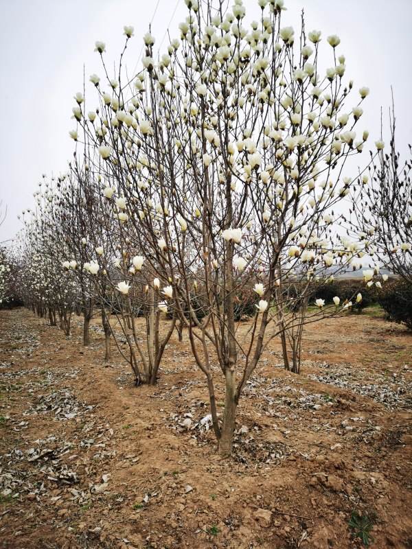 叢生玉蘭 叢生玉蘭