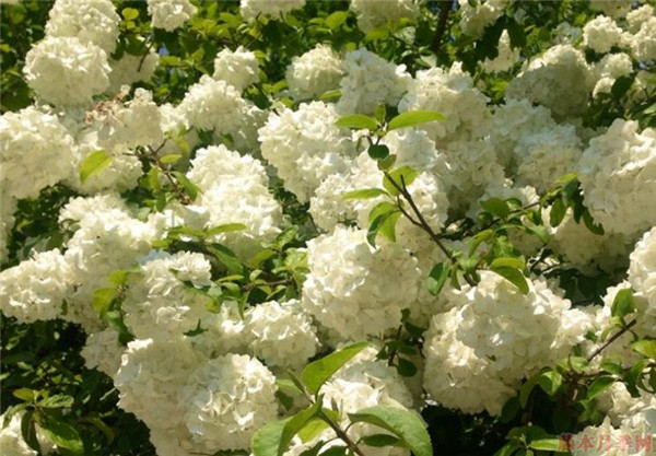 中華木繡球 中華木繡球