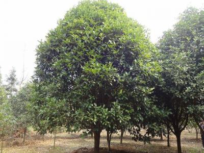 桂花樹苗哪里有賣？如何挑選到合適的樹苗？