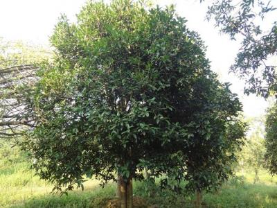 桂花樹苗多少錢一顆？