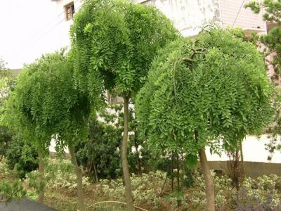 國槐嫁接龍爪槐時(shí)間和方法(龍爪槐的嫁接方法)