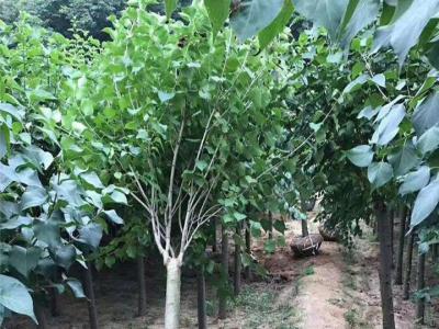 丁香樹(shù)苗多少錢(qián),丁香樹(shù)多少錢(qián)一顆