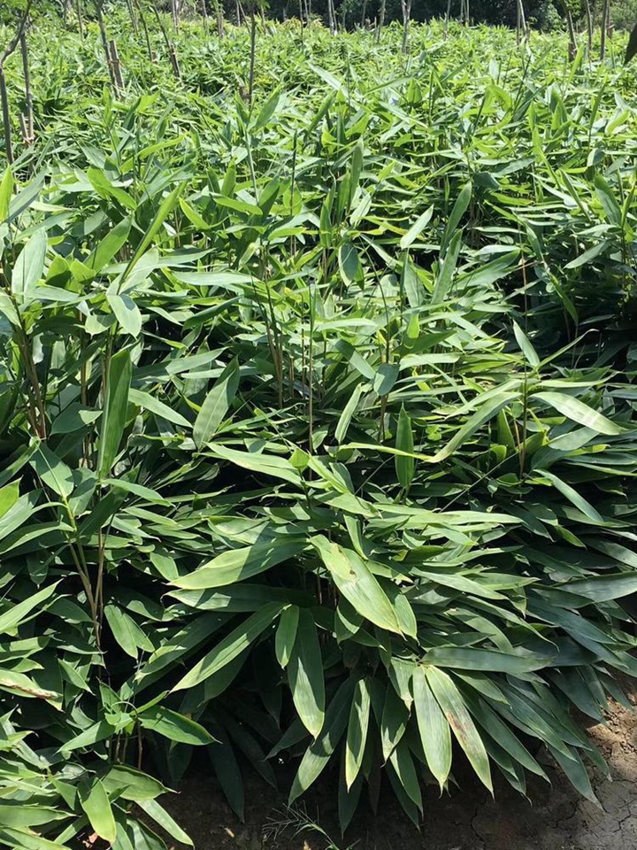 1670310832797360.jpeg 32255b51a19fc8cb72f43229a054ff18.jpeg