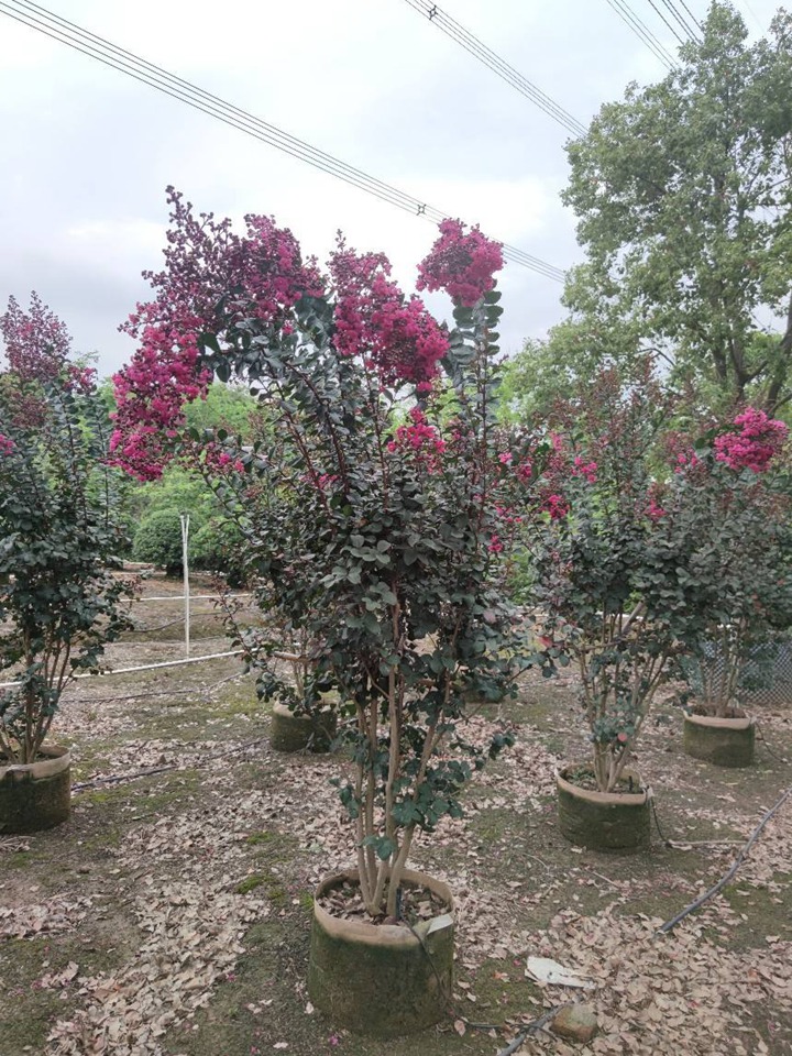 1671586335343002.jpeg 5b739a009e404bf460c22eb9217e70e2.jpeg