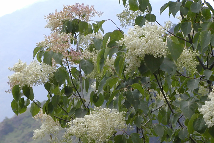 1686315459405089.jpg 46490f79a5167e3aaa665e450780afd4_1686315047399889.jpg