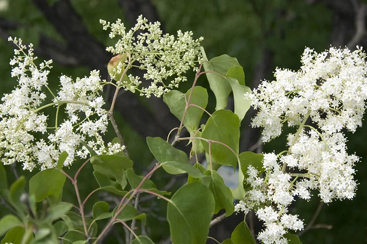 1686315918223409.jpg bbedf6039ec7cb3c126274a2d049c1c0_1686315104424180.jpg