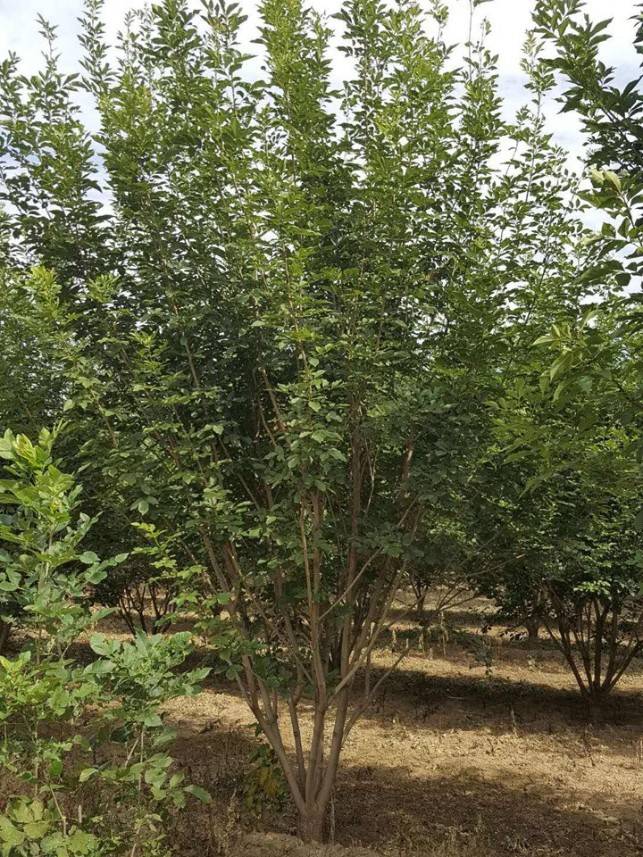 1686450817412914.jpeg 78eb7e1ac905a2acf72e8362b711b278_1660179908923438.jpeg