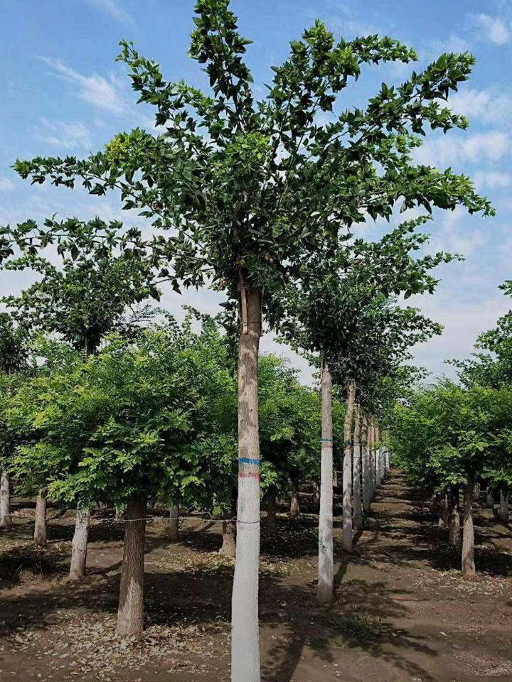 1686451888388186.jpg 976576df7d620f63c5dece5fd6a9a9d3_1646795960320850.jpg