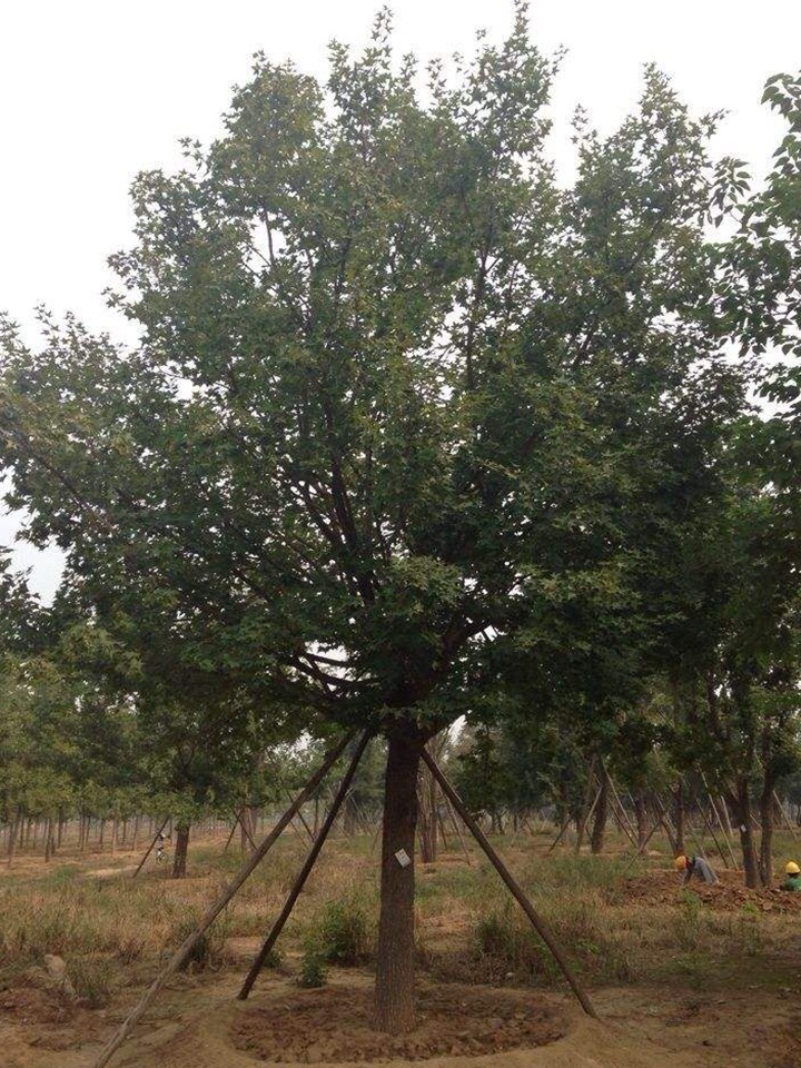 1686454837655189.jpg 638f16571ada7e5a5940293624083f8f_1646897592562832.jpg