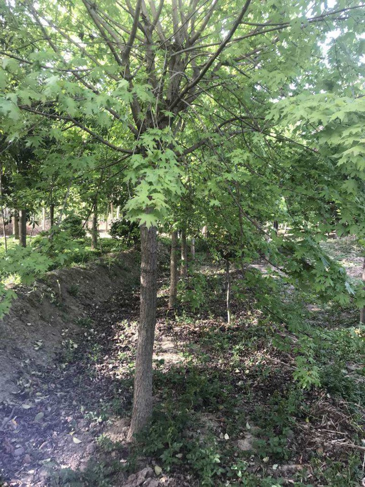 1686454845605059.jpg 04f37f2fd9a77cc54cb22ad4c653db15_1646897592584793.jpg