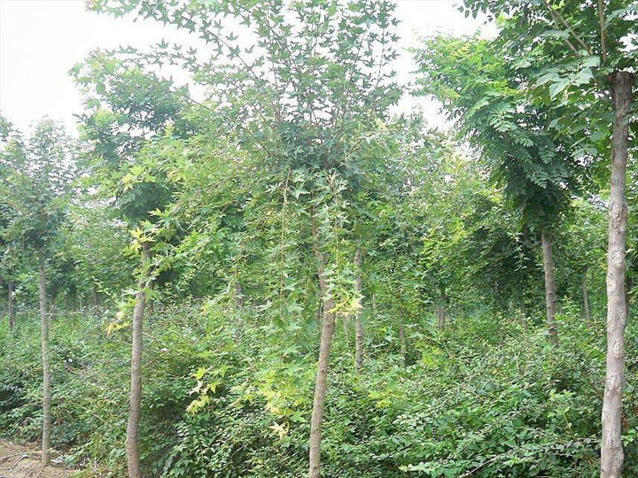 1686454897350877.jpg 6ddd9d5efe09135c52380af45fa9d038_1646897592232725.jpg