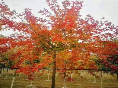 元寶楓的養(yǎng)殖方法和注意事項