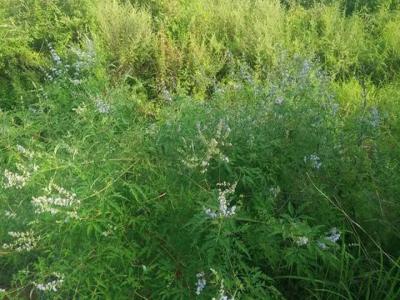 荊條種子什么時(shí)候播種