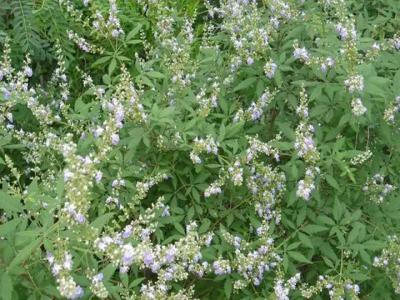 荊條什么時(shí)候移栽好