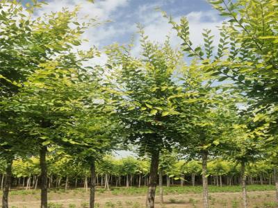 國槐樹種植:從選苗到管理的全方位解析