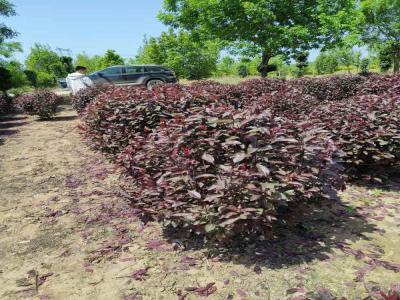 紅葉李球種植栽培養(yǎng)護相關標題(博野免費苗木報價)