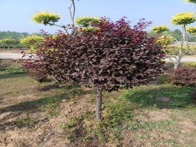 紅葉李球移栽技巧與養(yǎng)護策略(安新免費苗木報價)