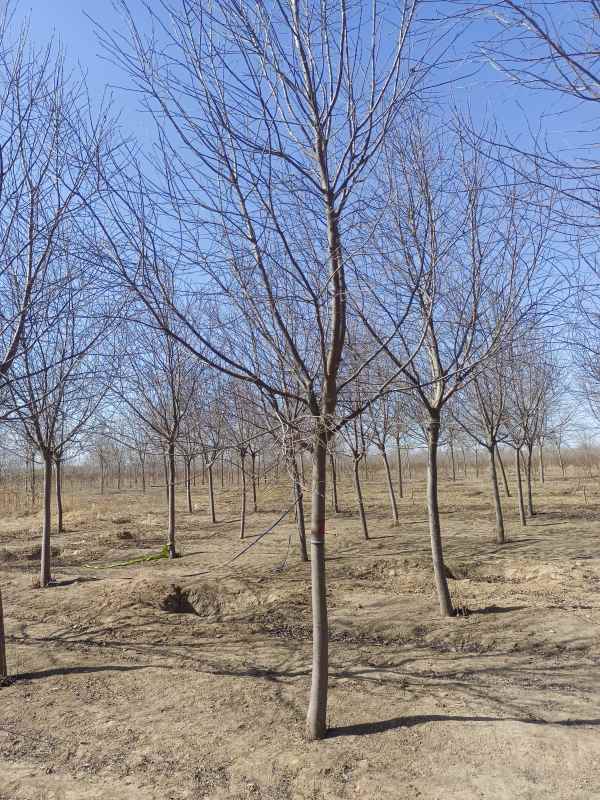 1733732308977049.jpg IMG_20230301_111713.jpg