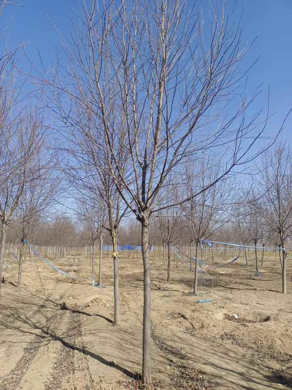 1733732500546389.jpg IMG_20230301_111722.jpg