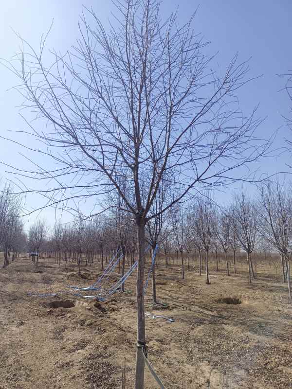 1733732570827159.jpg IMG_20230301_112014.jpg