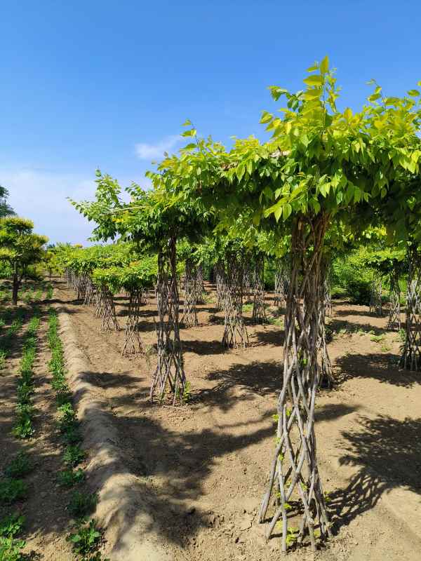 1733987145995005.jpg IMG_20230608_150340.jpg