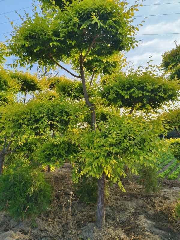 1733987822827636.jpg IMG_20230605_183850.jpg