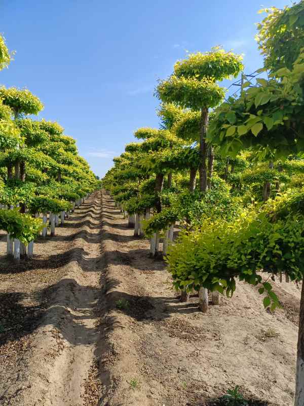 1733988543514782.jpg IMG_20220526_160037.jpg