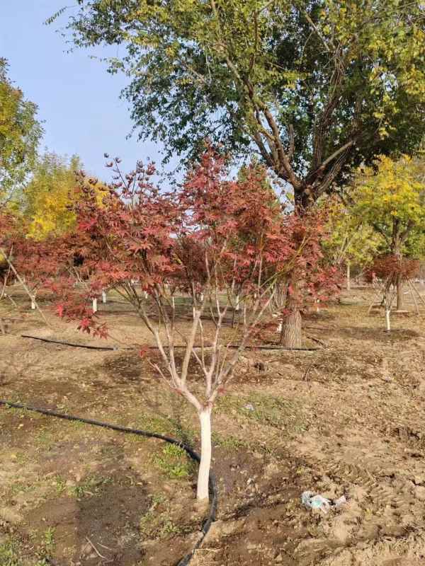 1734245415157952.jpg mmexport1731460702353.jpg