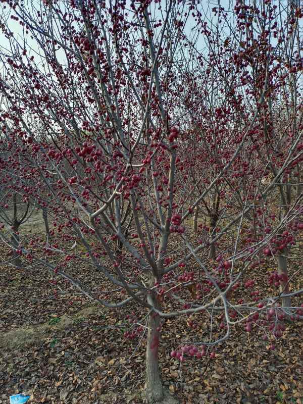 1734327393557752.jpg IMG_20211025_153516.jpg